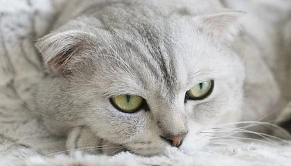 九游官网主页-_防守如铁壁，尼克斯锁死快船_，尼克斯防守效率