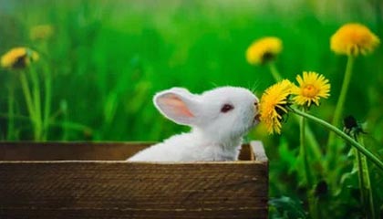 九游sports-利物浦展现实力，大胜暗香疯传的敌人，利物浦资料